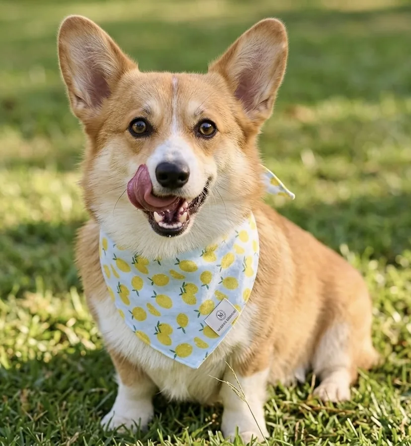 Bandana pour toutou Citronnade